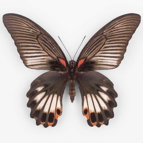 Papilio memnon thunbergii - papilio, ♀