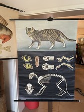 Schulwandkarte Rollkarte Lehrtafel - Die Hauskatze - Top Erhaltung - um 1960