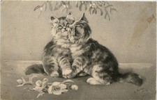 Katzen cats 402074 - cats, -402074