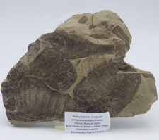 Silur Fossil