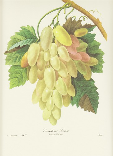 Wein weintrauben vitis rebe - ,