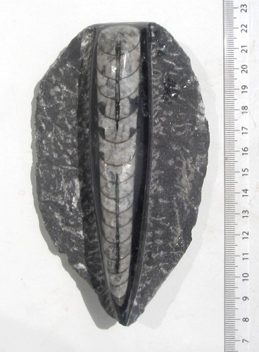 Orthoceras matrix platte - orthoceras,