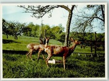 40068989 - 5067 Eisenkaul Fawn