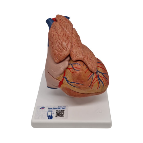 Scientific herzmodell - 3b,