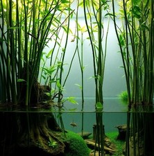 Wasser-Bambus Pflanze für die Wohnung drinnen Zimmerpflanze gross & pflegeleicht