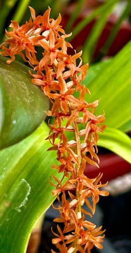 Dendrochillum