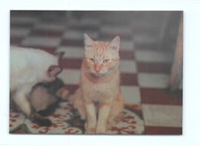 Postkarte katze auf der - katze,