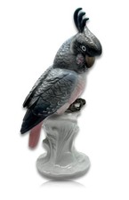 ENS Volkstedt - Kakadu -