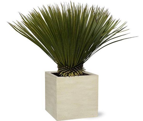 Palmlilie yucca rostrata - yucca,