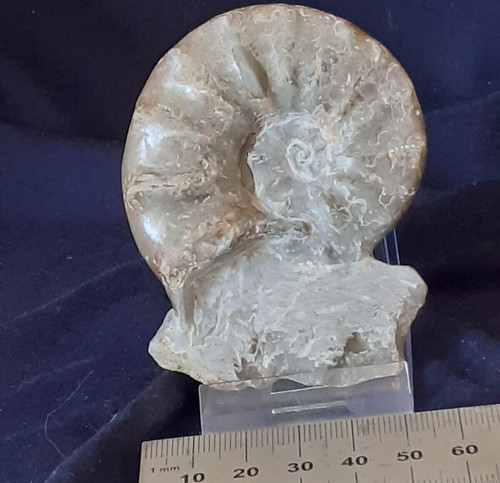 Ammonit ceratites - ammonit,