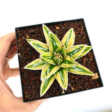 Agave victoriae-reginae cv