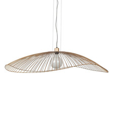 Forestier colibri - colibri, l