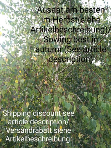 Sandbirke betula pendula - sandbirke,,