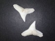 Bronzehai (Carcharhinus brachyurus) - 2 echte Haizähne (Hai, Zahn, Gebiss)