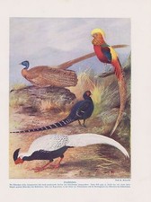 Goldfasan Argusfasan