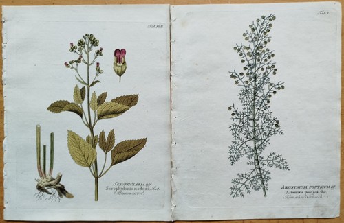 Drucke scorzonera teucrium - drucke,