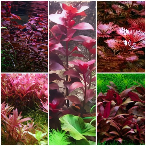 Aquarium pflanzen set - aquarium,