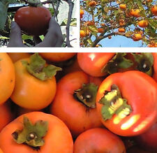 winterhärteste Kaki der Welt : Diospyros virginiana "Kakipflaume" Jungpflanze ..