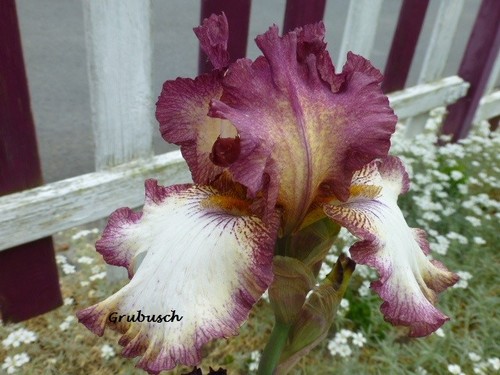 Iris schwertlilie mittelhohe - iris,, schwertlilie,