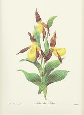 Marien Frauenschuh Cypripedium