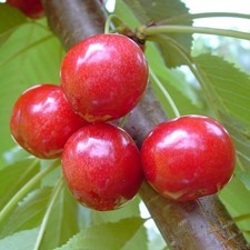 Lapins Süßkirsche Kirschbaum