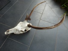 Hirschgeweih abnorm selten