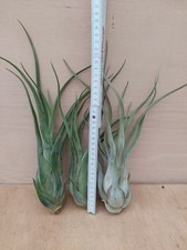 Tillandsia caput-medusae,  XL