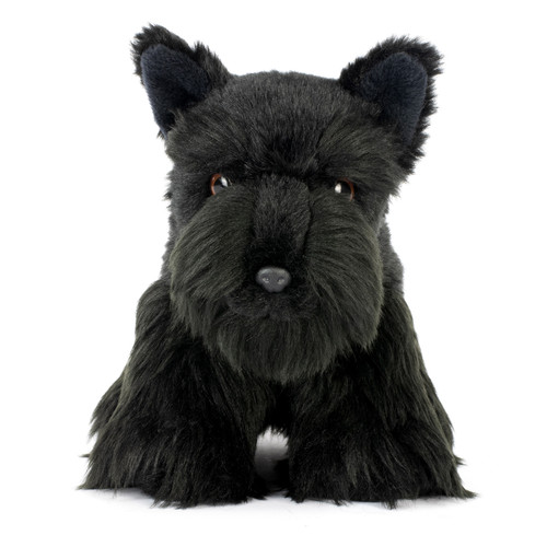 Terrier weiß oder - , schwarz