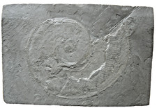 Schieferplatte mit Versteinerung, Fossil ca. 18 x 12 x 1,5 cm