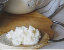 Kefirknollen Kefirpilz 3 Gramm