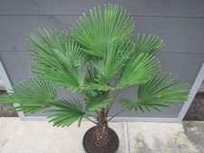 Trachycarpus wagnerianus Nr.6  Wagners Hanfpalme 120-130cm Winterharte Pflanze