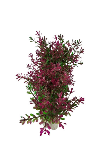 Aquariumh20 attraktives rotes - attraktives,