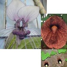 SAMEN zwei Klassiker: GESPENSTERBLUME und FLEDERMAUS-PFLANZE - gruselig