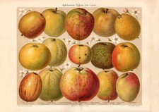 Apfelsorten historischer Druck