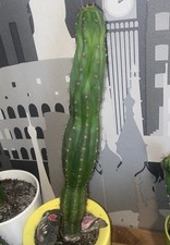 San pedro kaktus 30cm - pedro, hoch