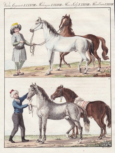 Arabische pferd arabian horse - pferd,