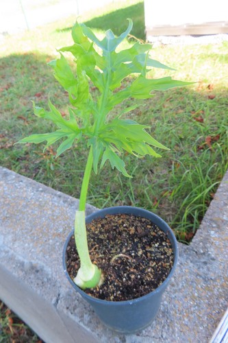 Philodendron warscewizcii