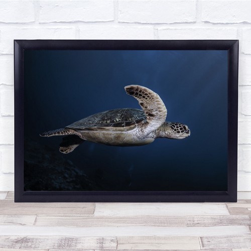 Schildkröte unterwasser - schildkröte,