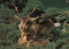 Munich, Germany German Hunting