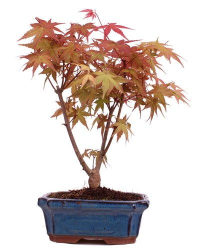 Bonsai acer palmatum deshojo - bonsai,