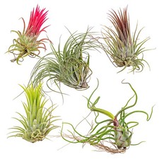 Bloomique - 5er Mix -