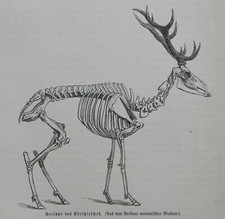 SKELETT ANATOMIE Edelhirsch  Gerippe Holzstich 1891