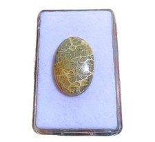 Petoskey Stein - Fossile