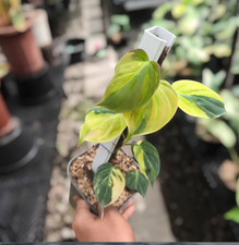 Philodendron Micans Variegated