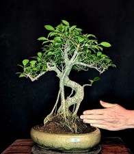 BONSAI CHINESISCHE FEIGE FICUS
