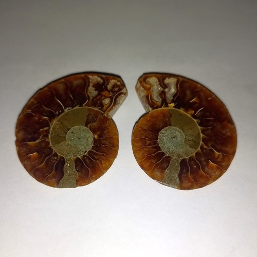 Cleoniceras phylloceras - cleoniceras,