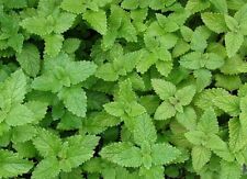 1.000 Samen Melissa officinalis, Zitronenmelisse