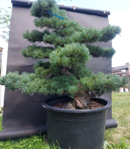 Gartenbonsai niwaki - gartenbonsai,,