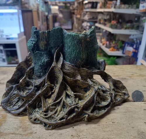 Moos mangroven wurzel - mangroven,