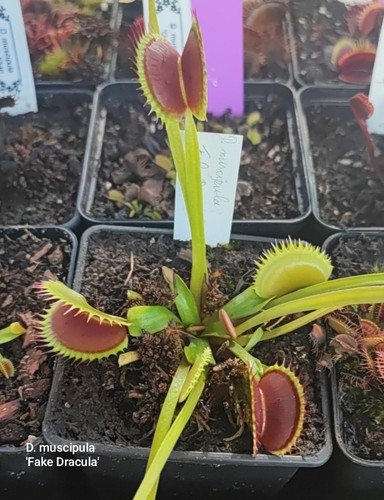 Dionaea muscipula fake - dionaea, 'fake